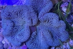 �C�{�n�^�S�C�\�M���`���N