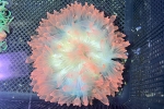 ϲ޷ گ A