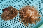 ϲ޷ گ