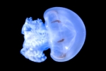 گ޸۽ ް ުذ