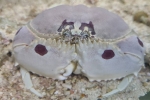 メガネカラッパ　大きめ