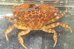 テナガオウギガニの仲間