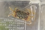 ハクセンシオマネキ メス
