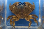 オオケブカガニ