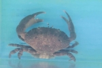 セビロオウギガニ