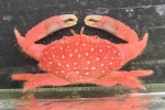 ذ(׵޶) 