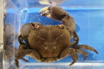 イワオウギガニ