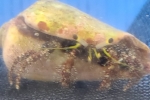 �I�C�������h�J��