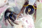 タテジマヨコバサミ