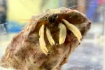 ウスイロサンゴヤドカリ