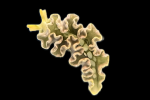 ^XXbO
