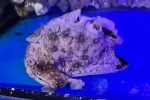 WmAtV