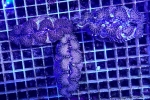 トガリシラナミ　小さめ
