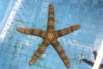イボヒトデ　セブ