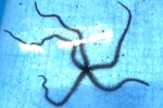 EftNqgf̒