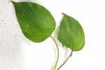  striatieopetiolata