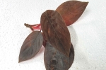  ؽ گ ޯ