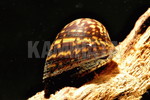 AJO`JmRKC