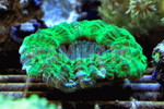 ŶiACANTHOPHYLLIA)