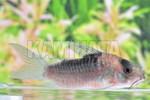 CORYDiCXj[