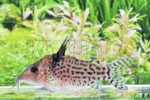 CORYDArANX