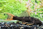 ���׽��گ���� �ݸް MS