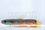 ߰ڲްΰذ