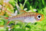 ʾƱSP.ݼ()