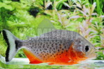 �s���j�A �i�b�e���[ WILD