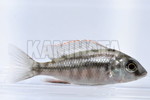 ׽ Ƶװ ް޽ް 