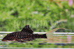 �ܲ�ðٱ�ش��߰Ʈ MS