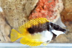 ̷(UNIMACULATUS)