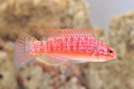 ް̪ذ׽(AFRICANUS)