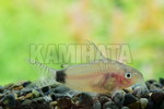 CORYDO@|