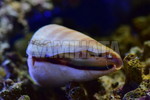 マガキガイ　バリ