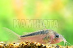 CORY. GKX  y[