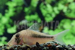 CORYDA}pGVX