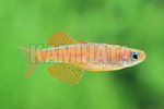 ̧԰گڲް 