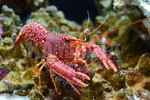 ショウグンエビ　大きめ