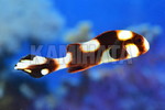 ムスジコショウダイ　幼魚