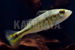 VN mNX 
