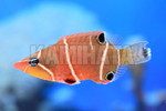 ɰ׽iALBOFASCIATA)