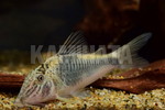 CORYDбٽ 'ھ'