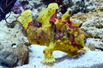 ｸﾏﾄﾞﾘｶｴﾙｱﾝｺｳ クリーム