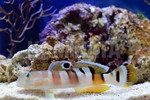 ササハゼ　インド洋
