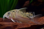 CORYDGFiG II SM