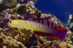 ޯ̧԰ް