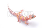 ˮ݁eALBINO'