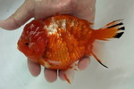 桜東錦 赤勝ち S/T XL