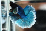 ��� HM ����ށ�No.836
